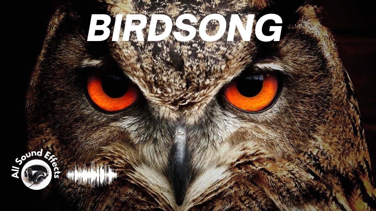 Sound and Birdsong! Cris et chants d'oiseaux!