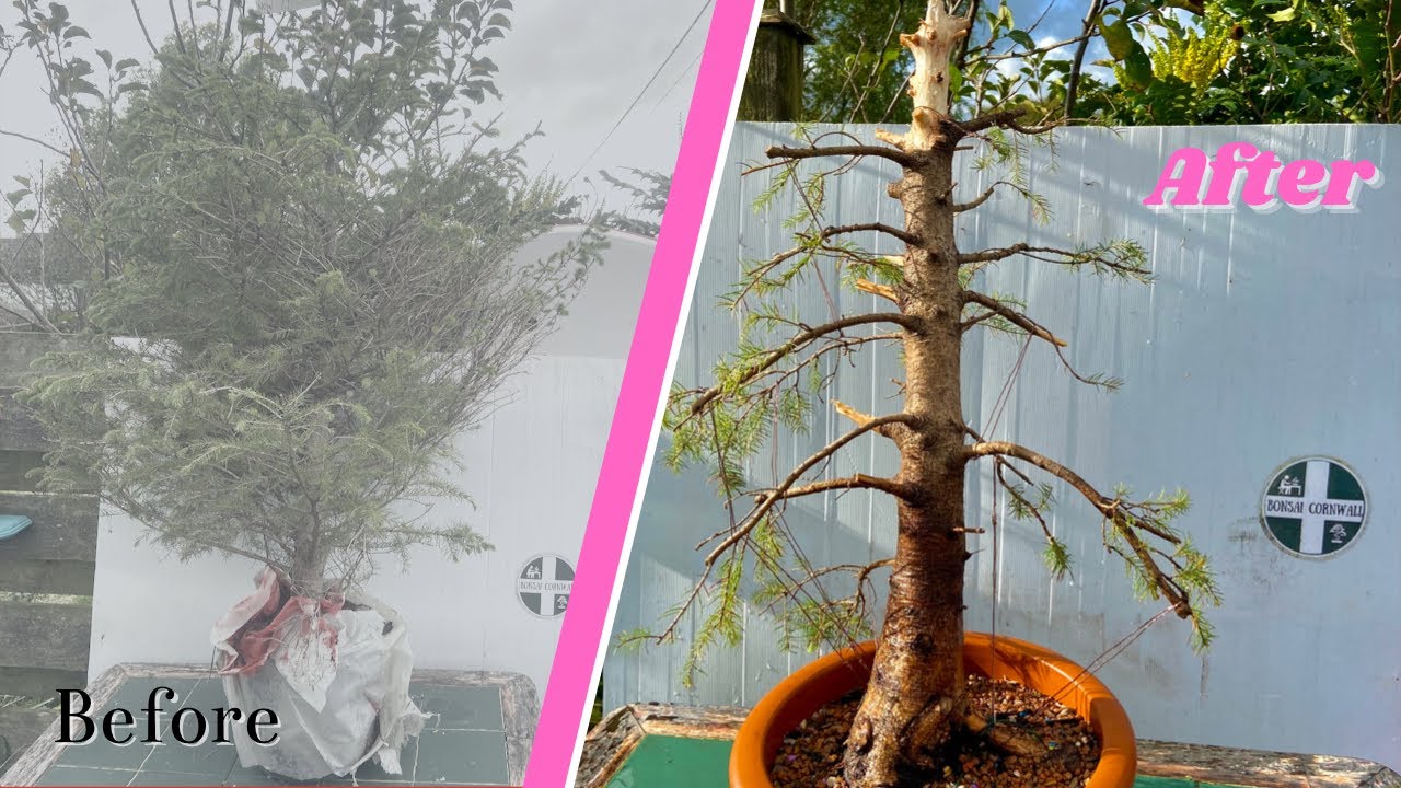 £10 Norway Spruce Bonsai!