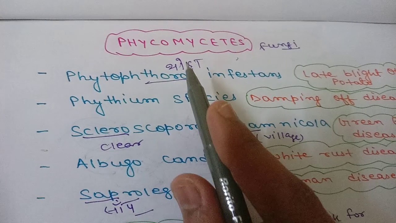 TRICKS FOR EXAMPLES OF PHYCOMYCETES ( FUNGI CLASS)