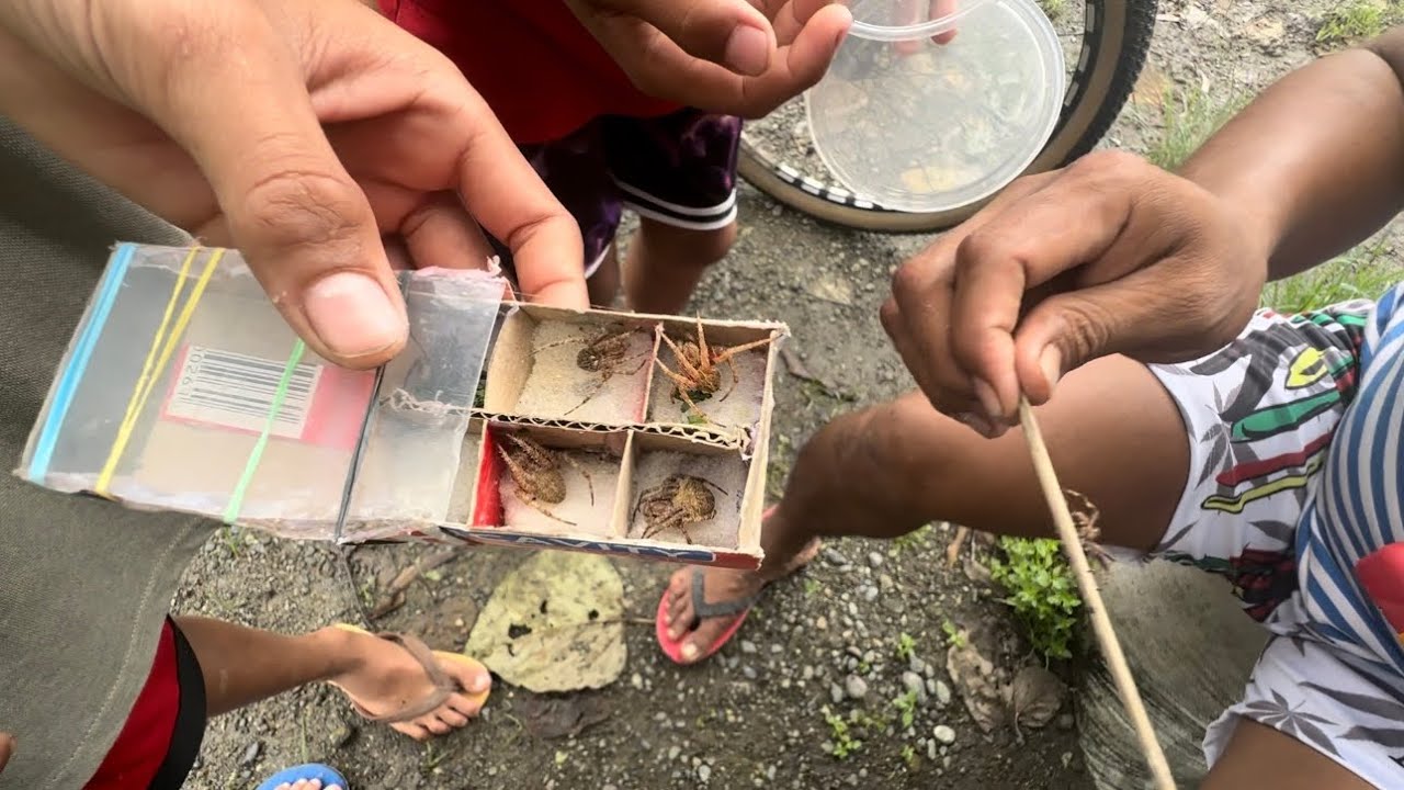 Limang gagamba katapat