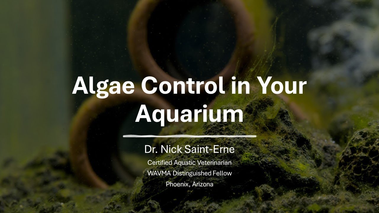 Tank Talk #6 - Algae Control in Your Aquarium