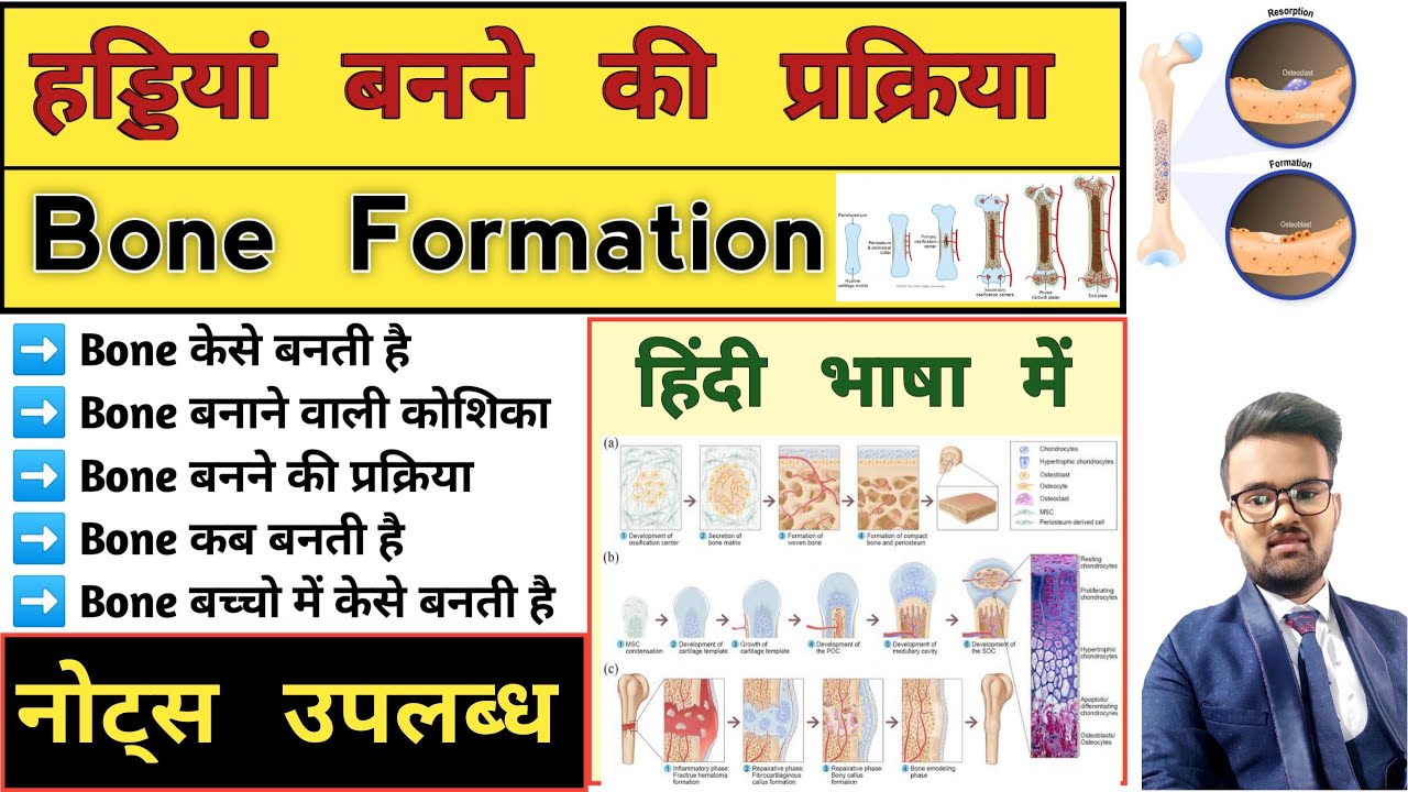 Bone Formation | Osteogenesis | Ossification | Anatomy and physiology | Anatomy Notes | Bone Notes