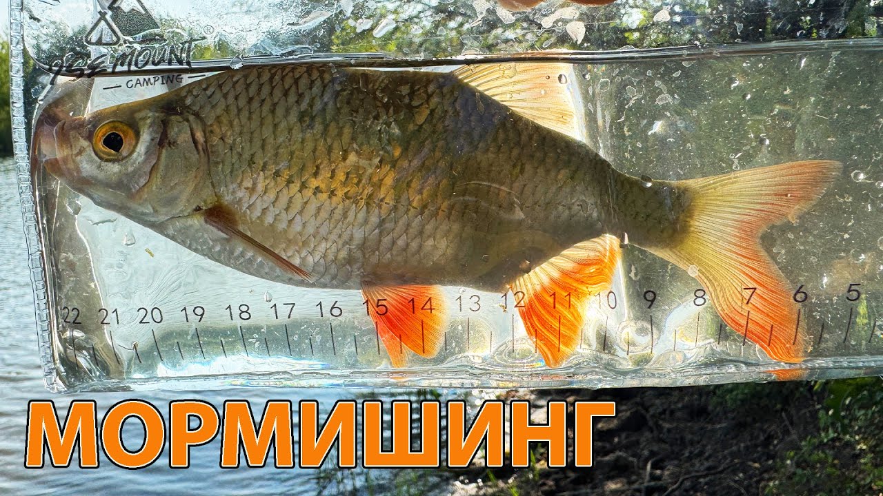 Скільки риби в сільському ставку ?? Рибалка на мормишку
