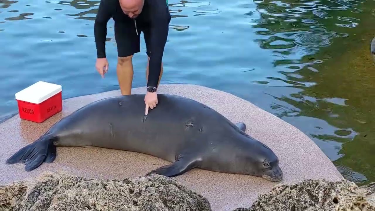 Monk seal at sealife park Hawaii 2025
