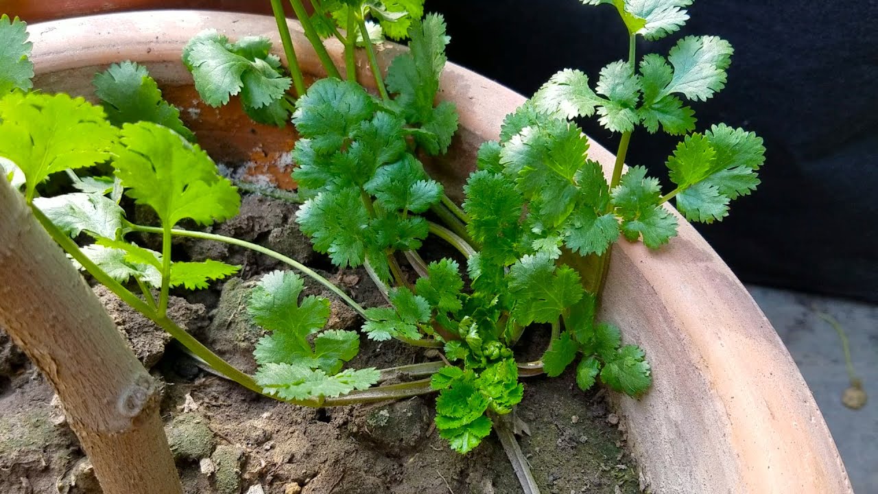 Why Coriander leaves not Growing | Coriander plant Growth Stages- Grow Green Coriander leaves in pot