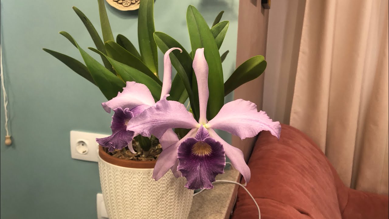 Lc. Canhamiana var. coerulea 'Azure Skies' первичный гибрид природных каттлей