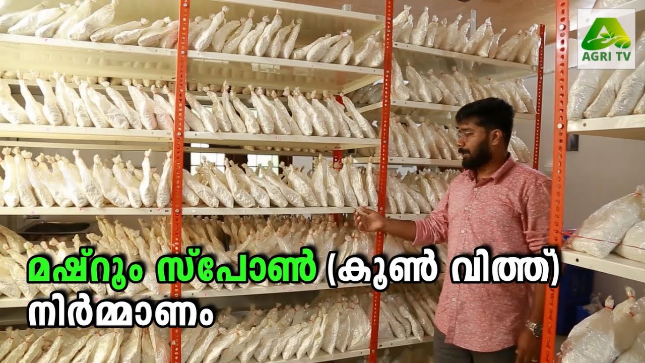 മഷ്‌റൂം സ്പോൺ (കൂൺ വിത്ത്) നിർമ്മാണ രീതി | Mushroom Spawn Making