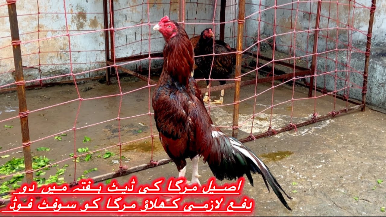 Aseelmurga ki dait plan week Mai 2 dafa ya sub lazmiii do 