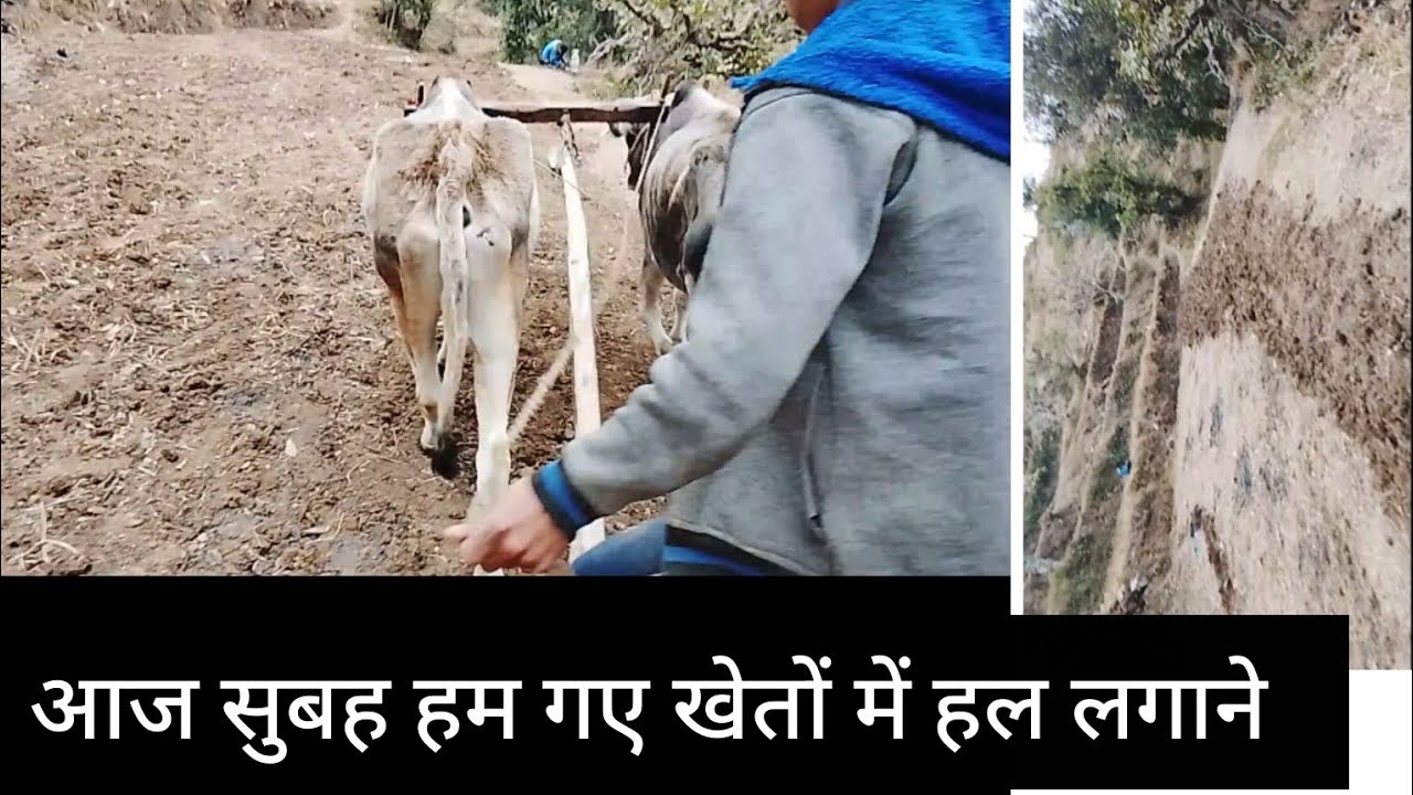 आज सुबह उठकर सीधा हम खेतों में हल लगाने गए ||pahadi lifestyle vlog|| #vlog 