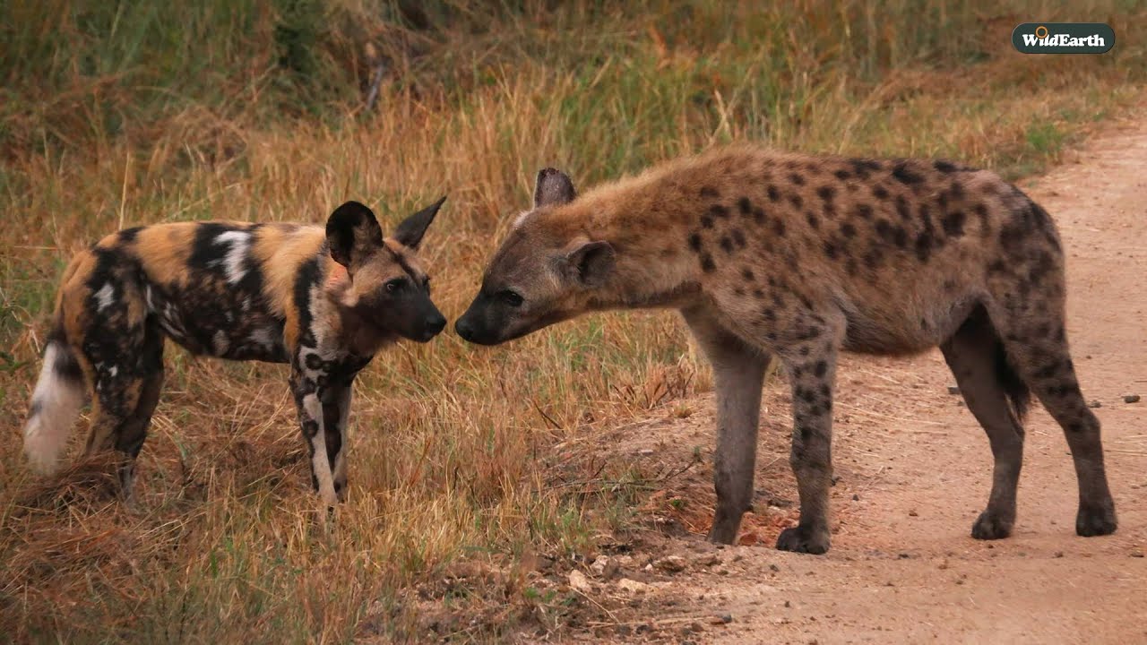 Unusual friends - Hyena and wild dog