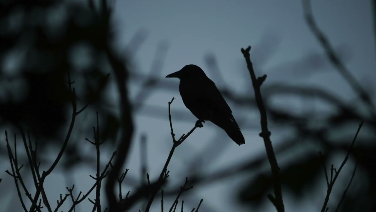 Mockingbird - Eminem (slowed + reverb) // i'ma give you the world 🕊️