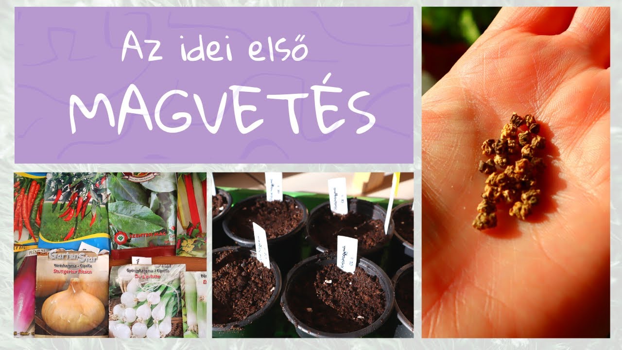Magvetés... az idei első... hagymák, saláták, csípős paprika