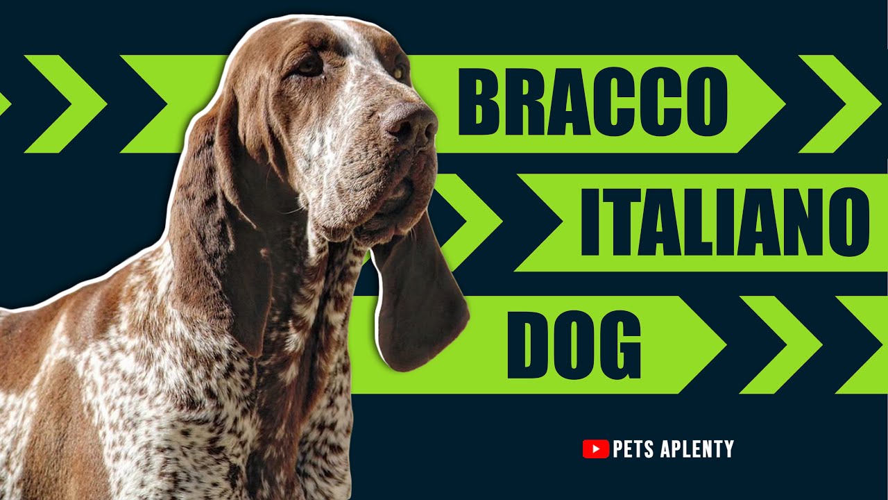 The Bracco Italiano Is A Beautiful And Noble Breed Of Dog.