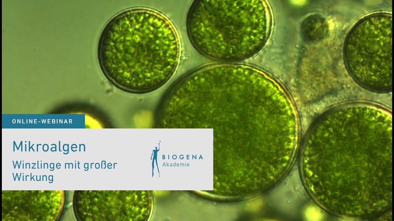 Mikroalgen - Winzlinge mit großer Wirkung | Webinar mit Sonja Winkelströter