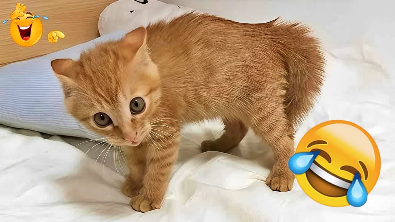 You Laugh You Lose😽🐕😻Funniest Dogs and Cats 2026😂