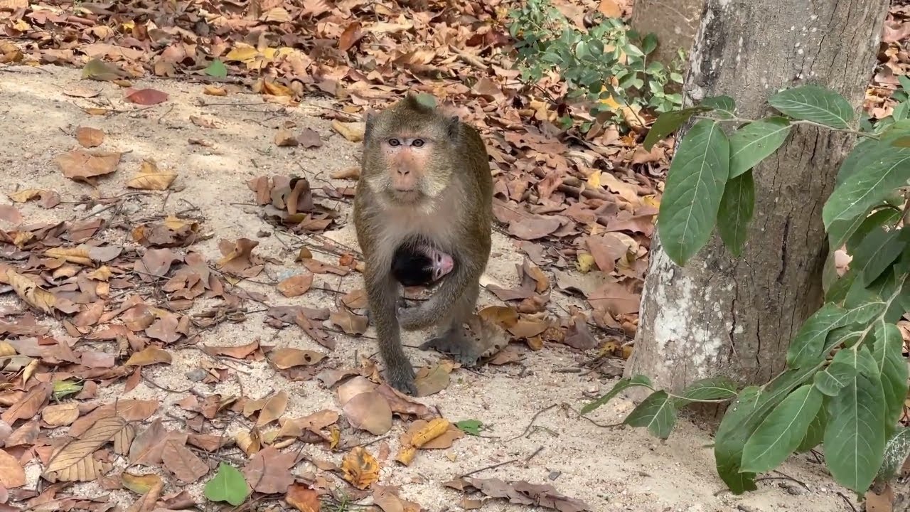 Aborable cute monkey