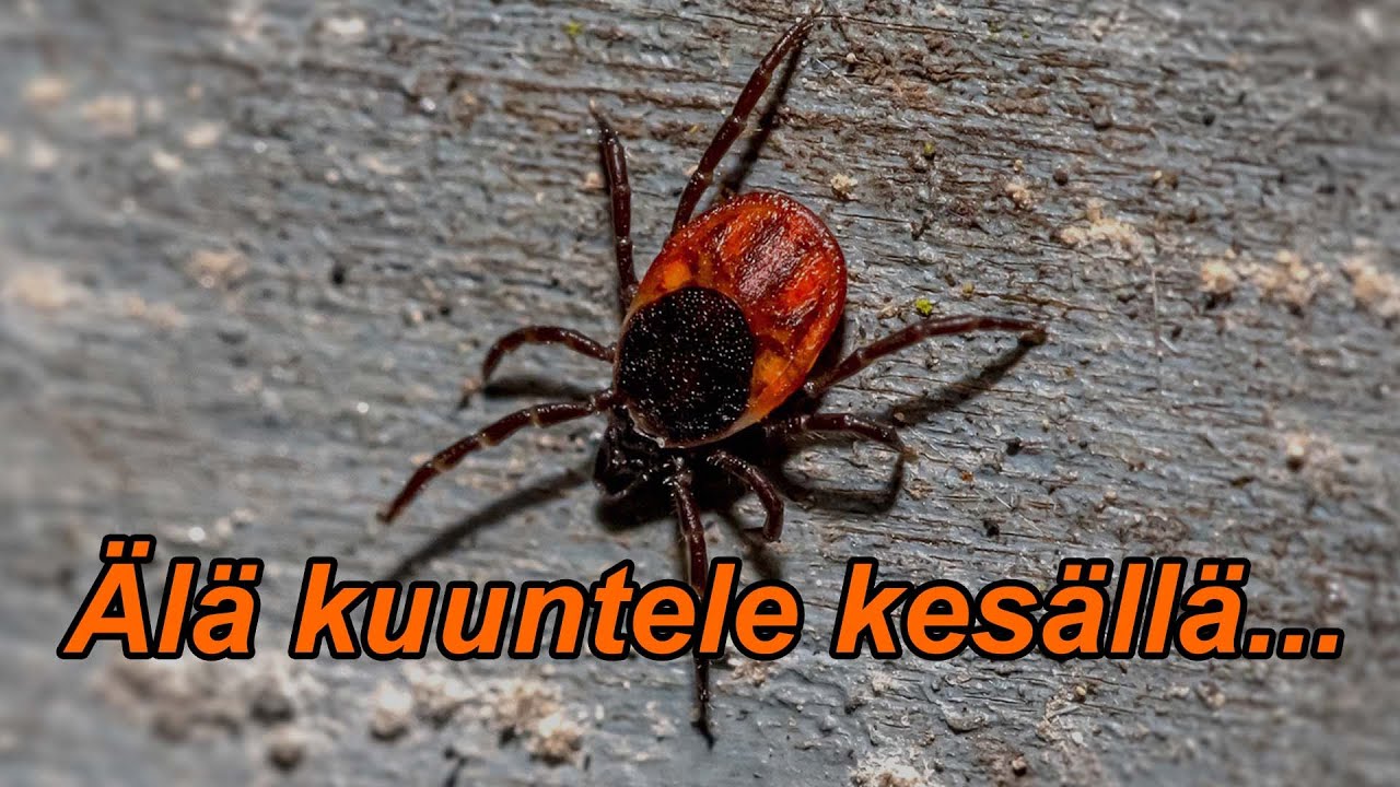 Äänikirja: Punkit (kauhu komedia)