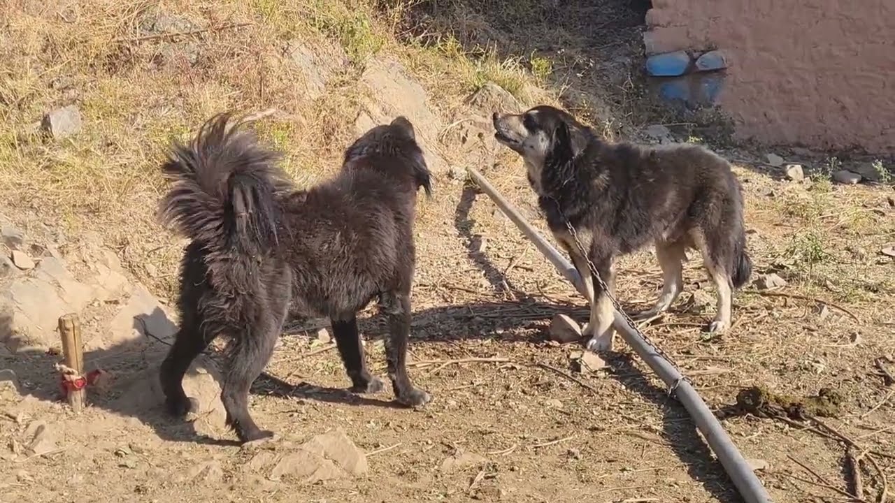 Bhotia dog fight 😱😱