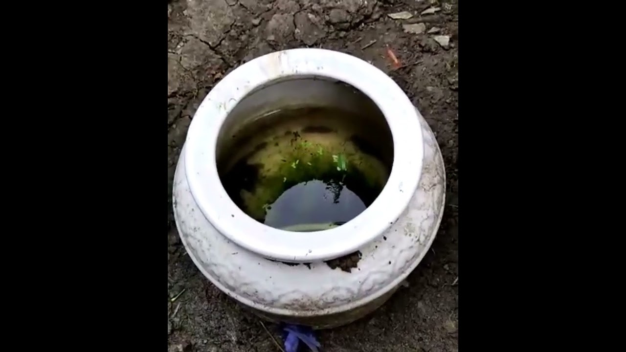 Budidaya Lumut Gampang banget
