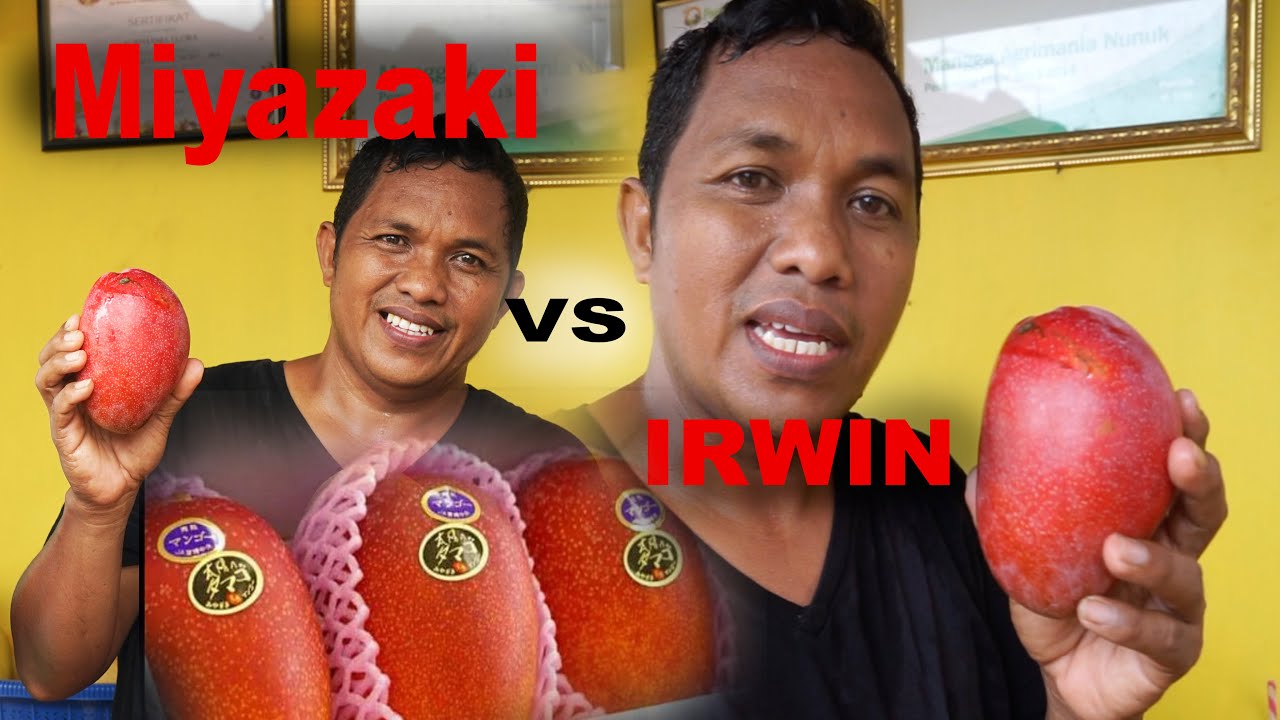 Miyazaki vs Irwin