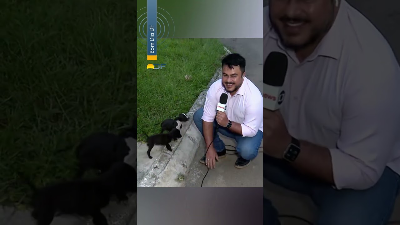 Filhotes abandonados de cachorro 'atacam' microfone de rep&oacute;rter durante jornal no DF #g1 #shorts