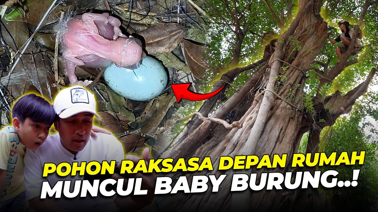 Akhirnya ada anak burung MENETAS DI LUAR AVIARY...!!