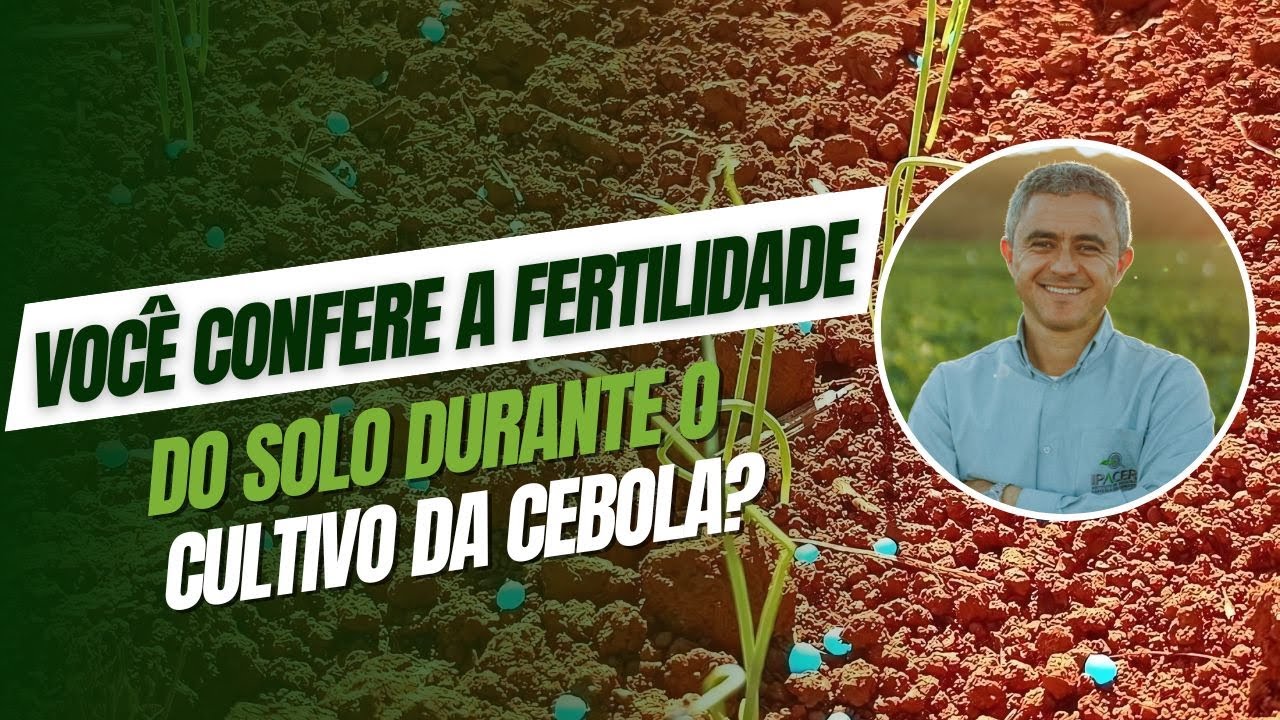 Você confere a fertilidade do solo durante o cultivo da cebola?