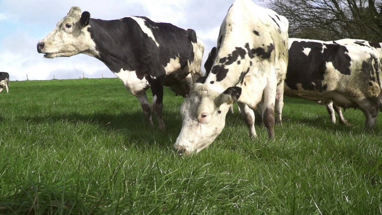 Origin Green dairy farmer Joe Hayden shares his sustainable dairy farming experience