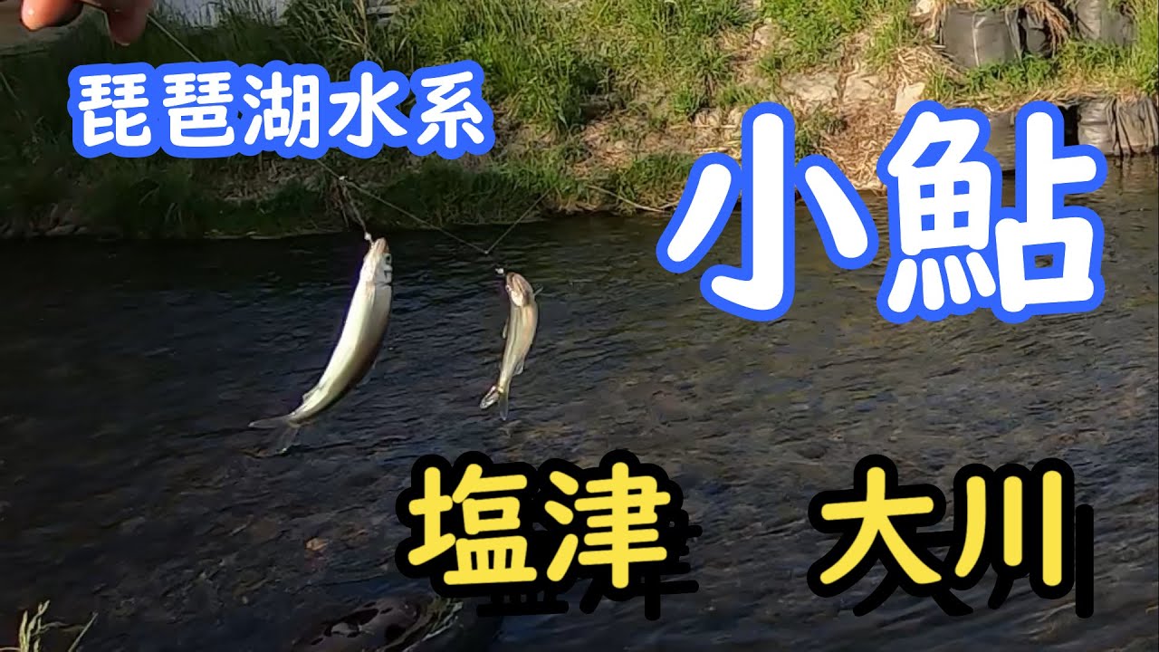 塩津大川　琵琶湖小鮎釣り