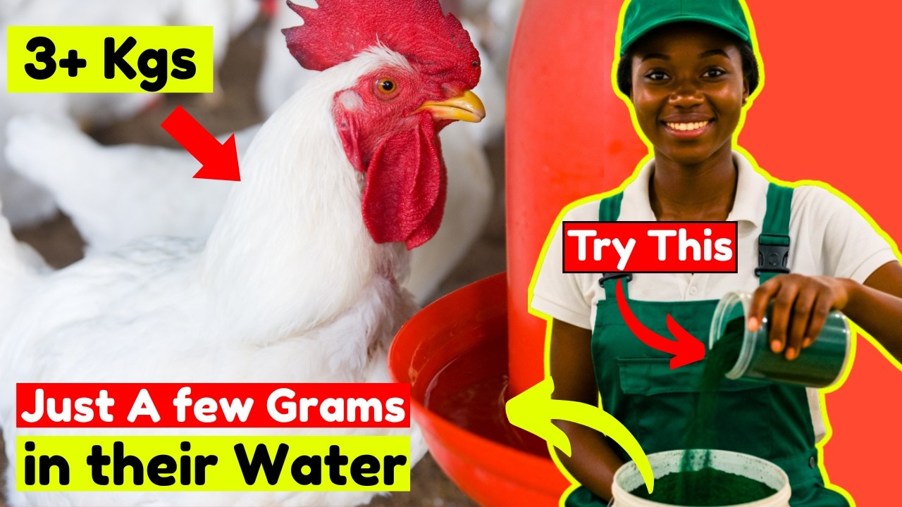 DOUBLE your BROILER WEIGHT in 5 DAYS LESS by ADDING This POWDER in WATER (100% Natural)