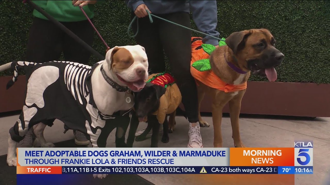 Kacey's Cause: 4 Paws meets adoptable dogs Graham, Wilder and Marmaduke