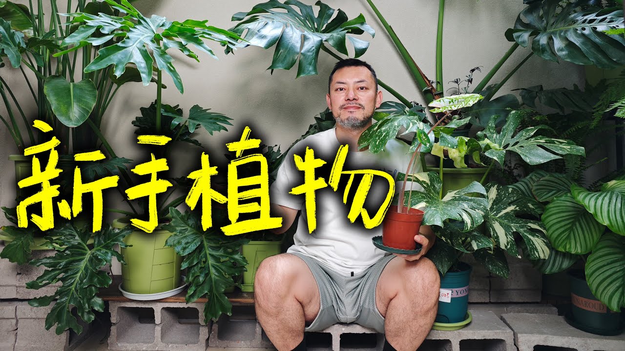 新手也能做的植物空间！平价好养绿植推荐