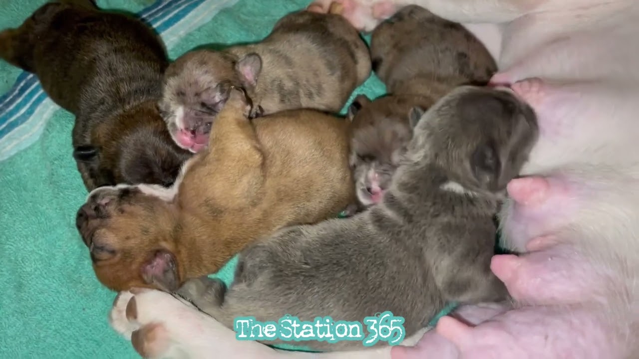 WYNTON DEANE CEO OF 365 ENT KENNEL LLC DOES NOT SHIP DOGS AND DOES NOT ACCEPT ELECTRONIC PAYMENTS