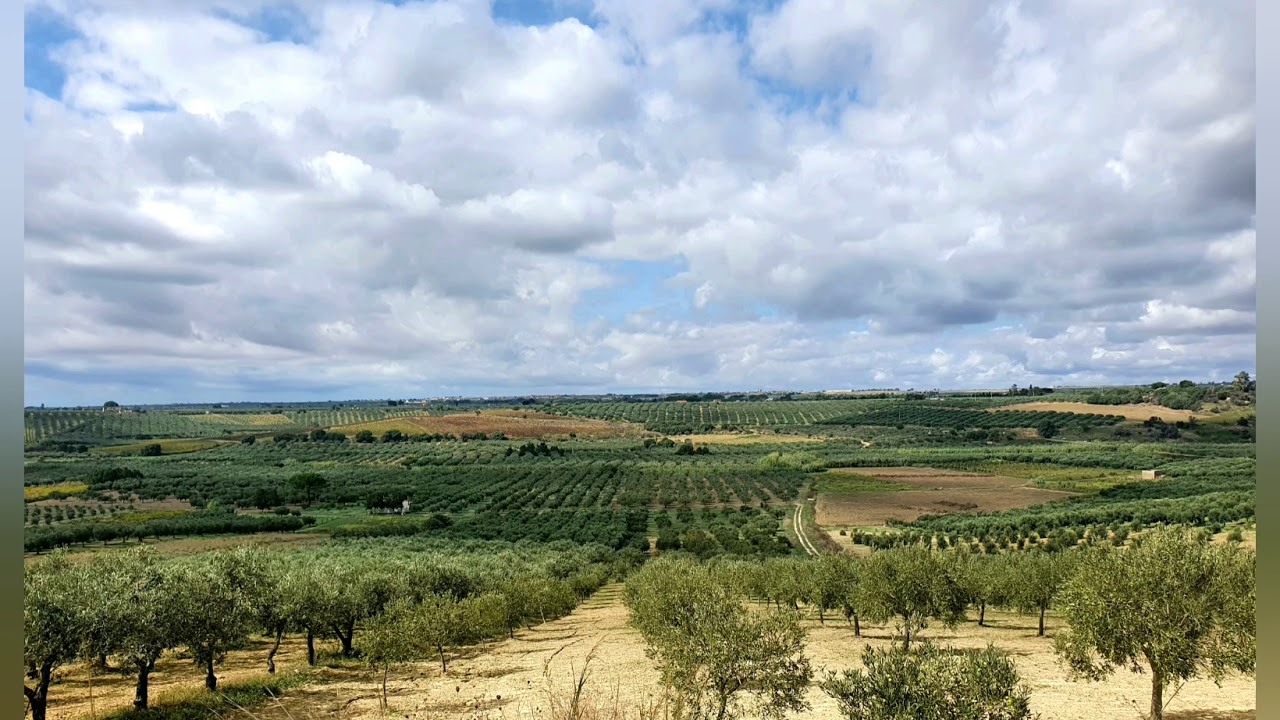 Olio Nocellara del Belice