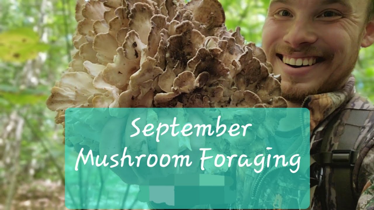 September MUSHROOM HUNTING in NY!! (HUGE HAUL)
