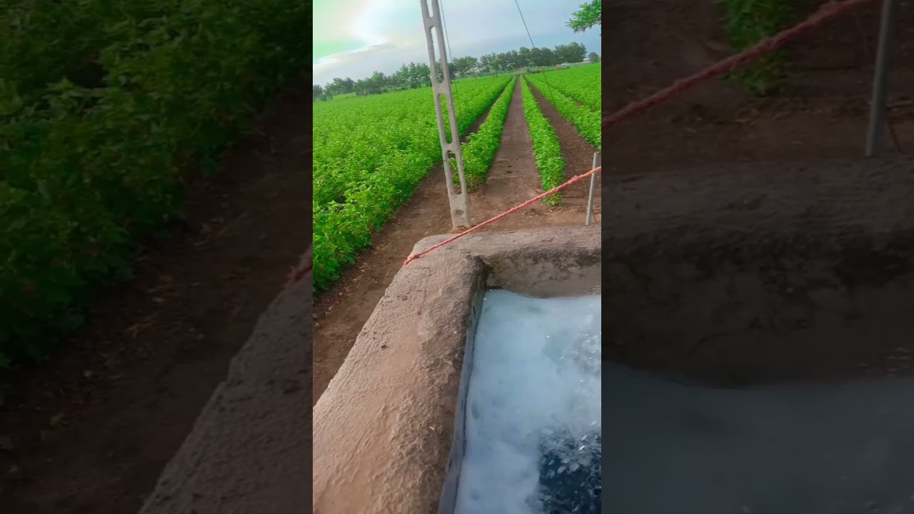 kapas ma khatar kyare nakhvu કપાસ khedut video Kisan pahle Garib hai Khandesh Ni Seva kare khedut
