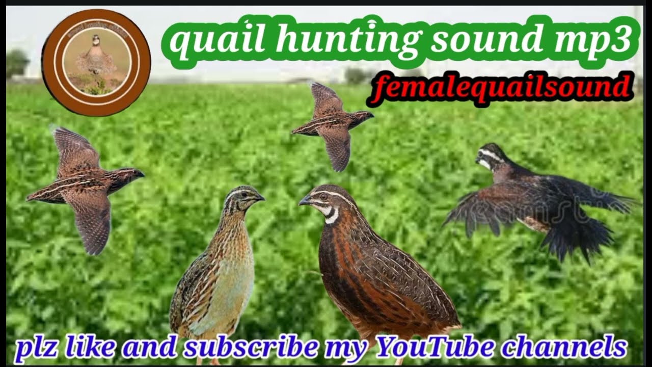 quail hunting sound mp3//batair ki awaz mp3//@Sawalhunting-sn9vs