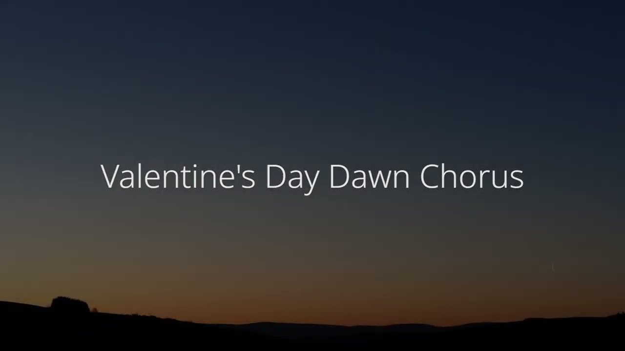 Valentine's Day Dawn Chorus