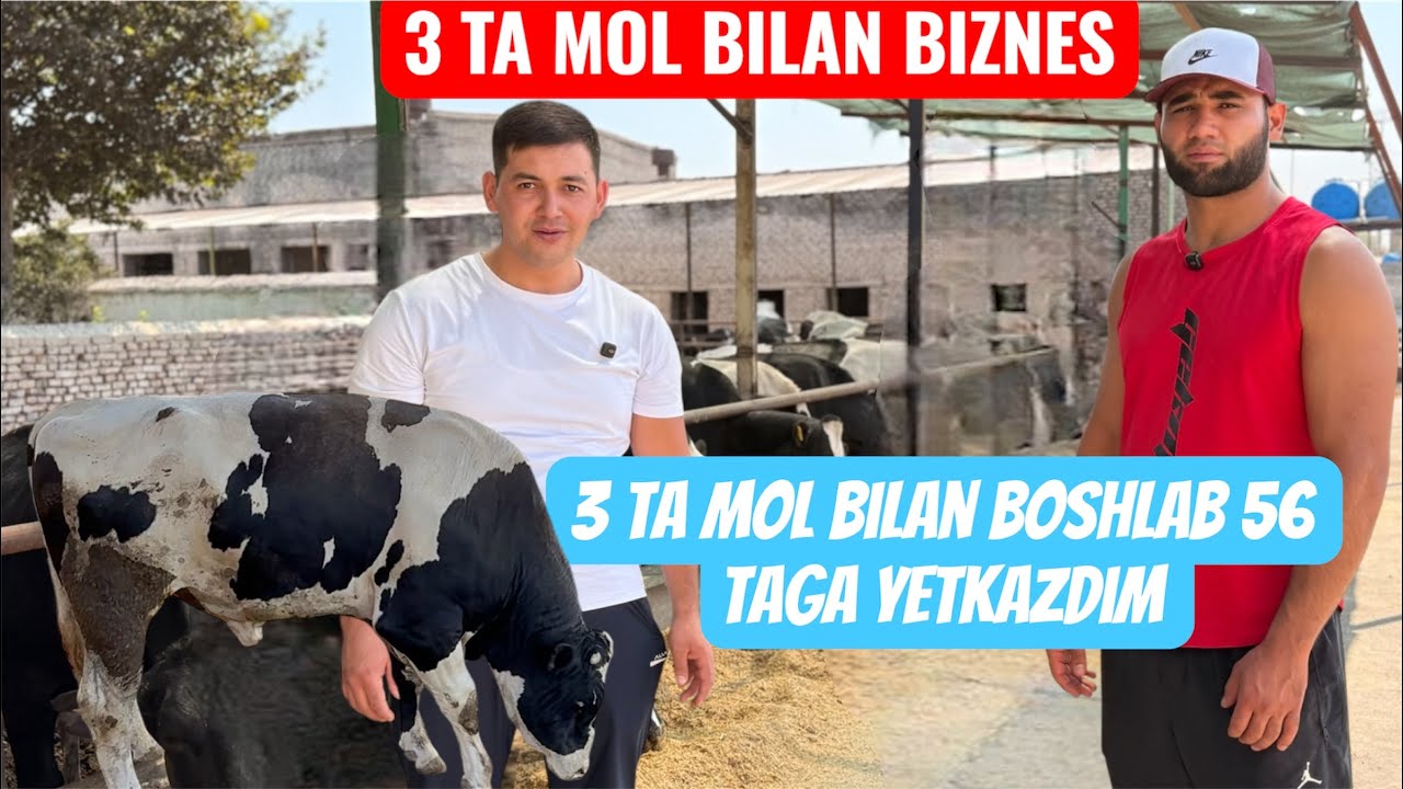 3 TA MOL BILAN BOSHLAB HOZIRDA 56 MOLGA YETKAZDIM BESHARIQLI BIZNESMEN 