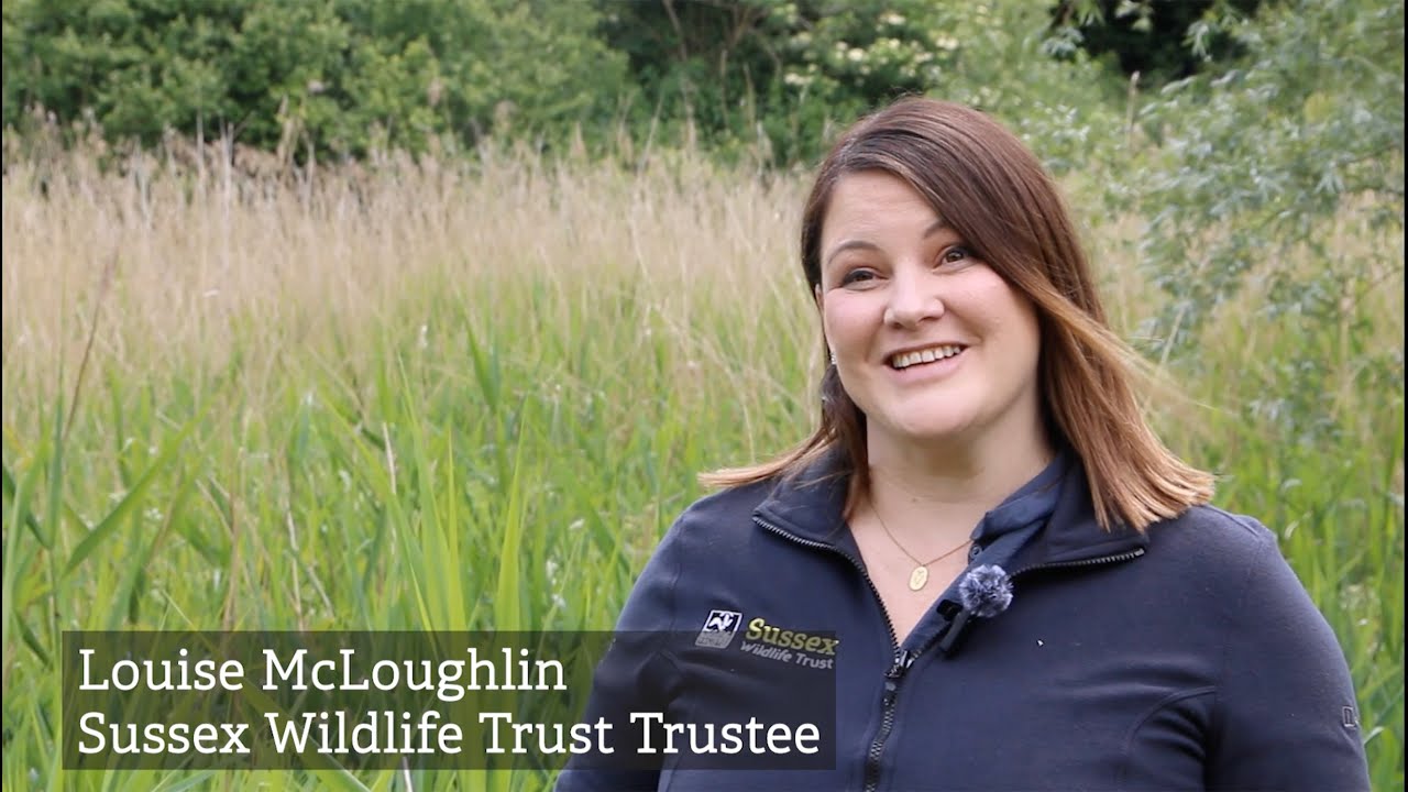 Could you be a Sussex Wildlife Trust Trustee?