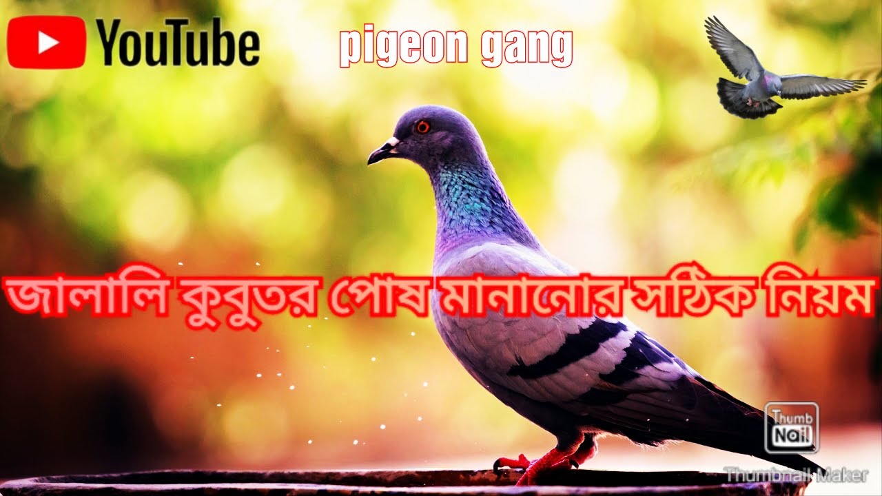 জালালি কুবুতর পোষ মানানোর সঠিক ও সহজ নিয়ম বুনো কবুতর পোষার সঠিক উপায়। এই সহজ উপায়ে জালালি পোষ মানবে