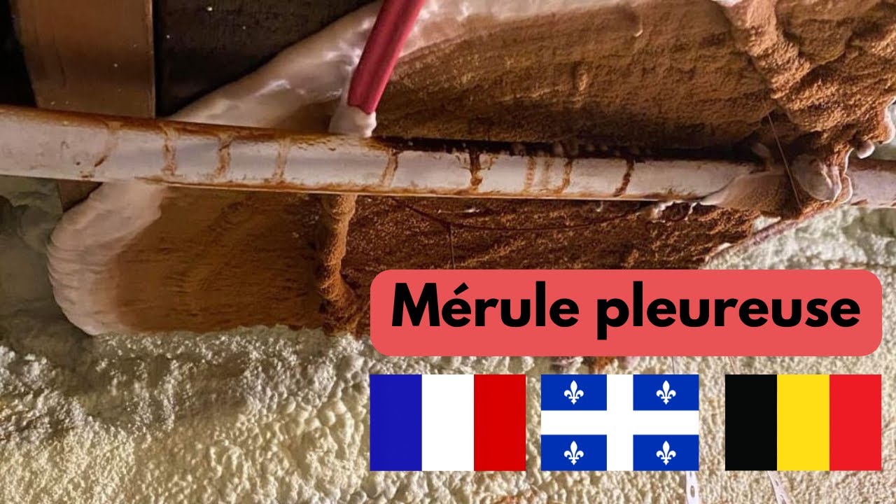 Mérule pleureuse: un partage inspirant d'initiatives entre la France, le Québec et la Belgique