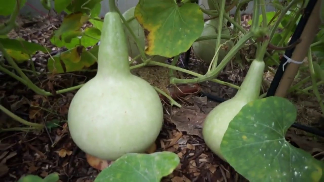 Projet K&Uuml;RBIS : f&eacute;condez vos fleurs pour obtenir des gourdes