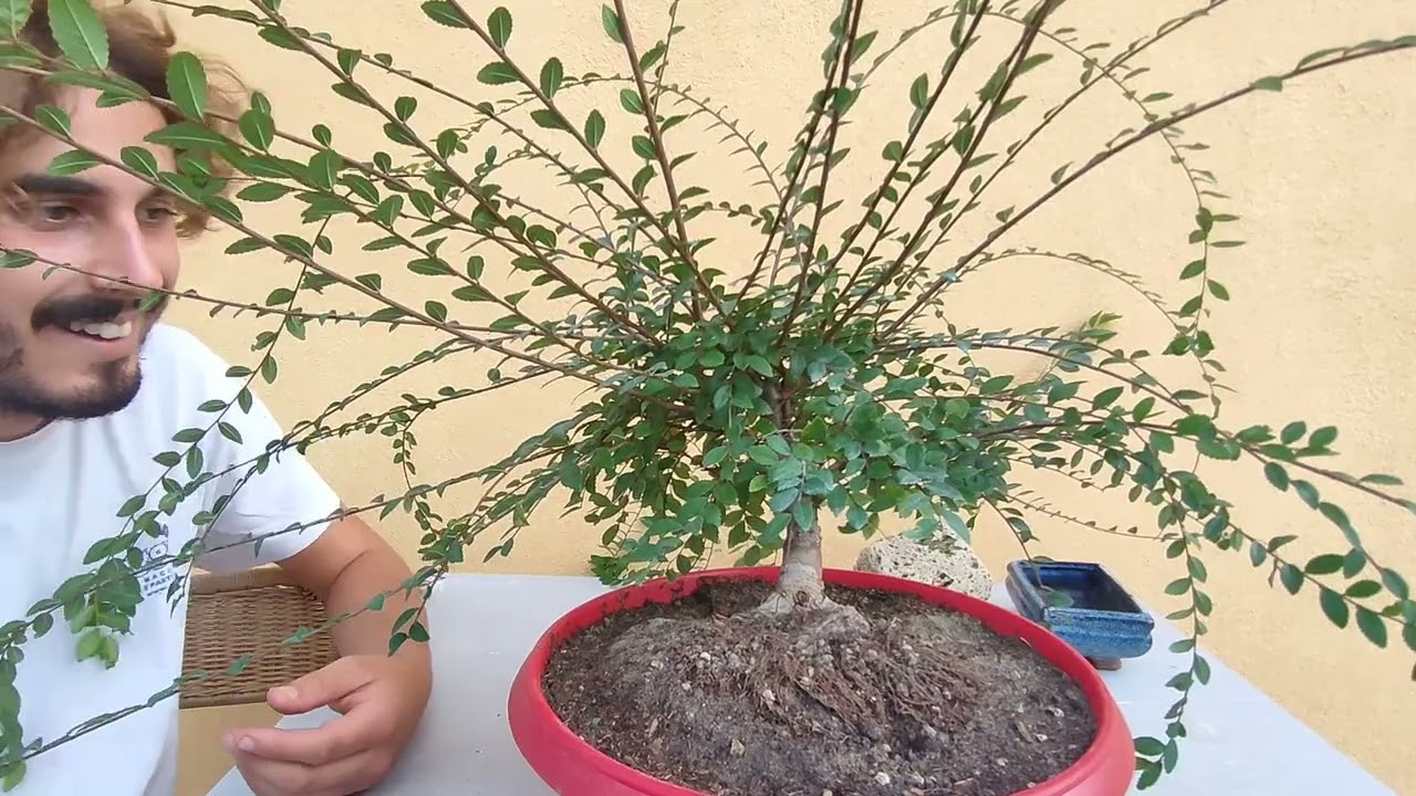 Come scegliere il fronte di un Bonsai - zelkova / olmo cinese