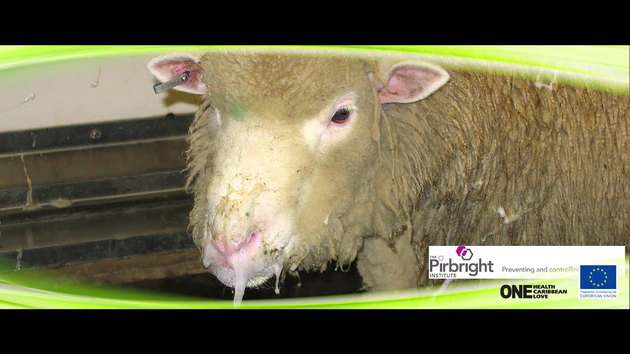 Bluetongue Disease