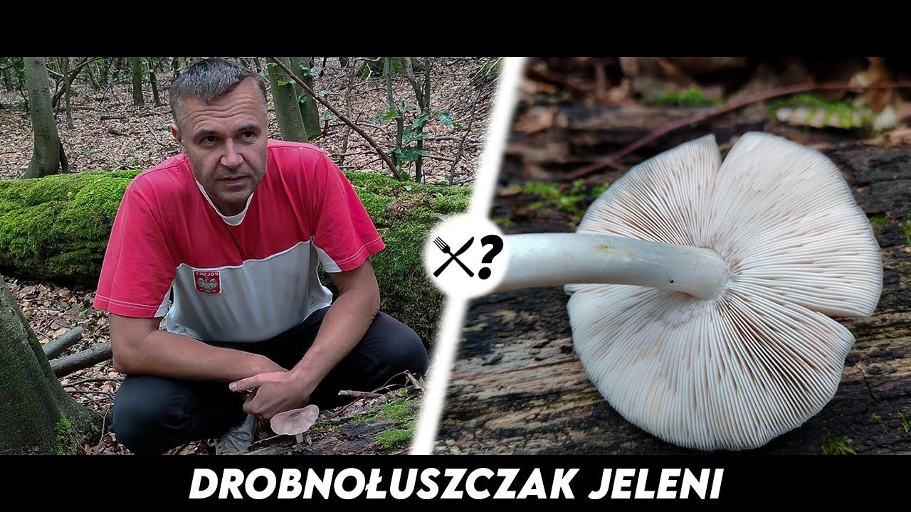 Drobnołuszczak Jeleni - Czyli grzybek o smaku rzodkiewki...