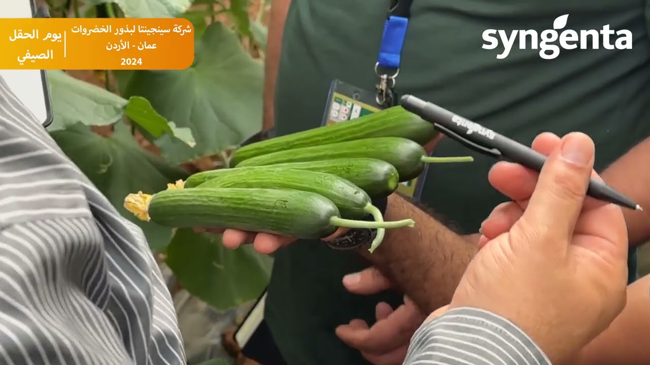 Syngenta Vegetable Seeds Summer Field Day 2024 Amman - Jordan