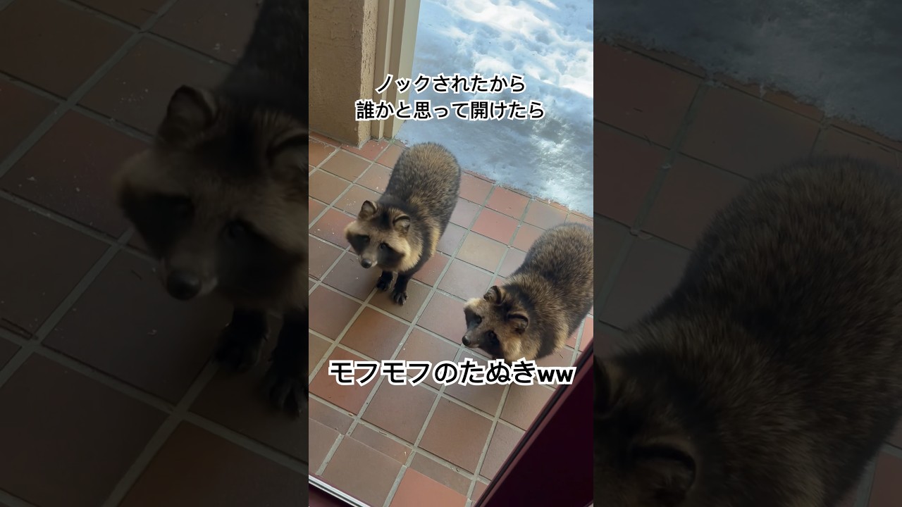 【日本】窓開けたらたぬきが居たww可愛いw