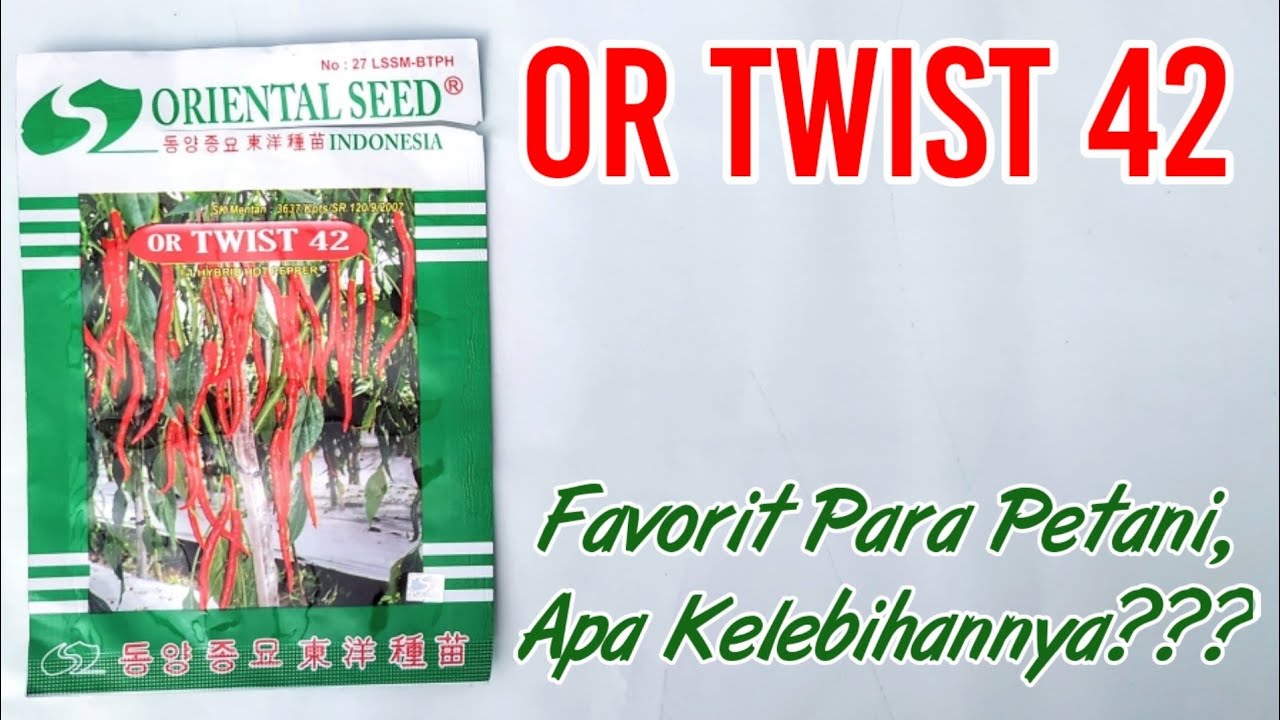 OR TWIST 42 | Cabe Merah Keriting Pilihan Petani, Disukai Pengepul dan Diminati Pasar
