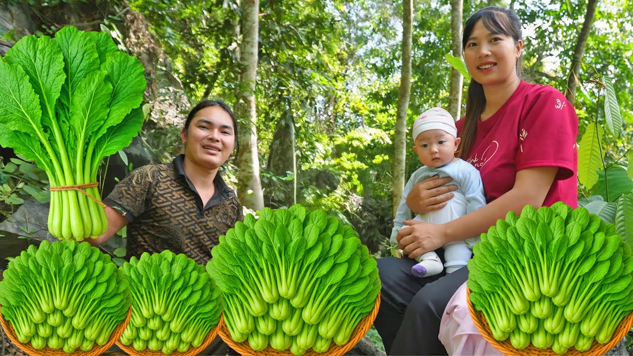Harvesting Green Vegetables on the Hill to Sell at the Market - Life in the Forest | SURVIVAL ALONE